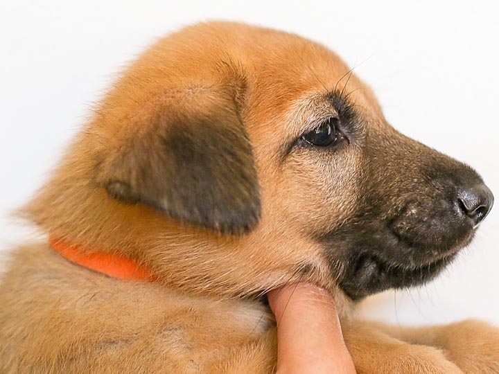 chinook puppy